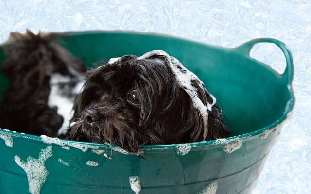 chien lavé dans une bassine